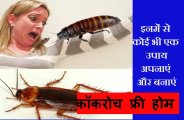 cockroach