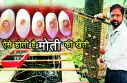 Moti ki kheti sikar