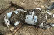 Death by falling in Panther's well in bhilwara