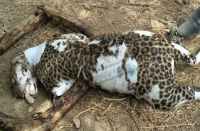 Death by falling in Panther's well in bhilwara