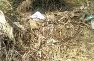 snake Dance in bhilwara
