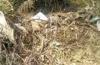 snake Dance in bhilwara