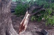 Tree's big twigs