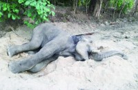 खेत में मृत मिले हाथी का पीएम के बाद आज किया जाएगा अंतिम संस्कार