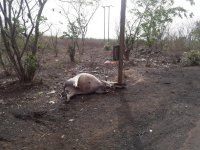 Death of a young man by the collision of wildlife