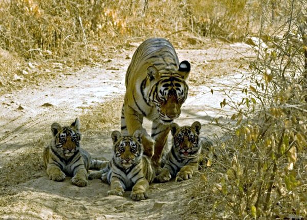Good news from Panna Tiger Reserve