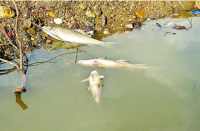 Water crisis in bhilwara