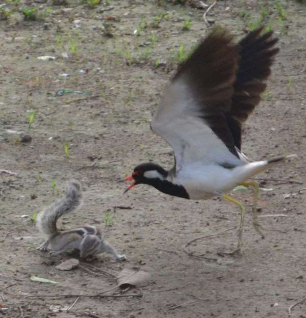 Fight between squirrel and lapwing for food in alwar