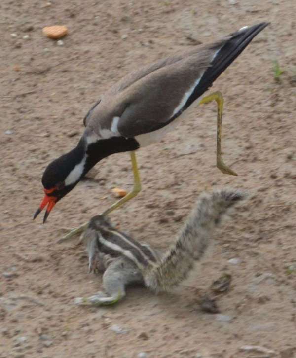 Fight between squirrel and lapwing for food in alwar