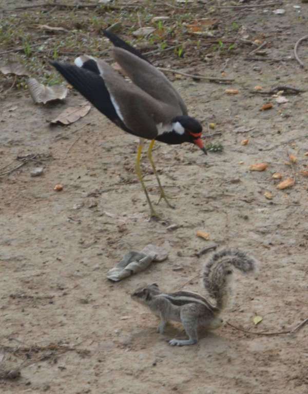 Fight between squirrel and lapwing for food in alwar