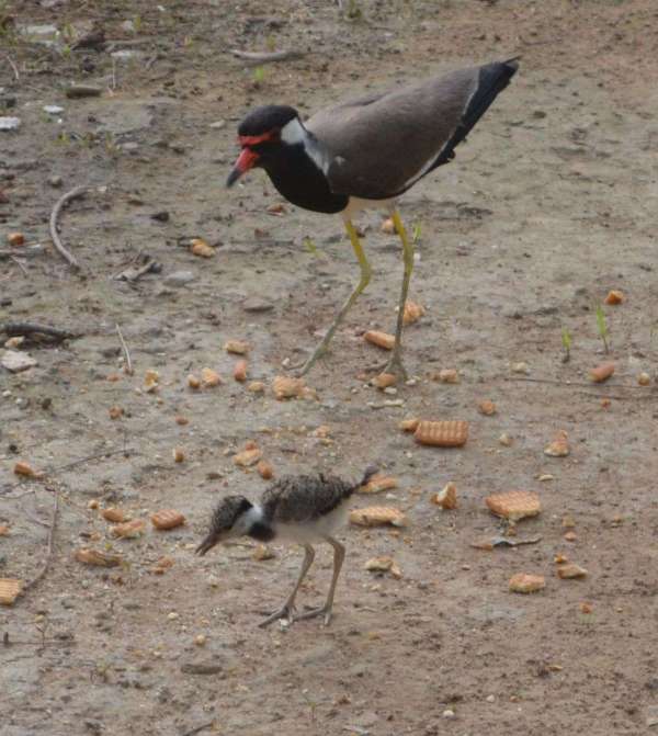 Fight between squirrel and lapwing for food in alwar