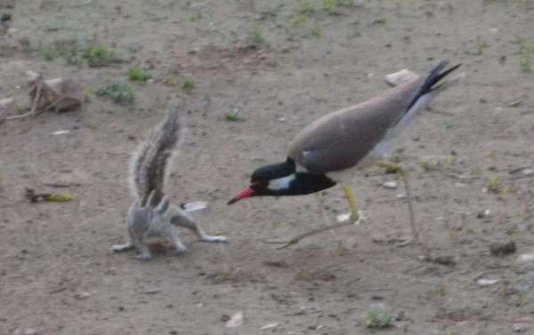 Fight between squirrel and lapwing for food in alwar