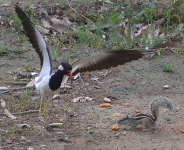 Fight between squirrel and lapwing for food in alwar