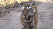 People facing problem due to tiger in Lakhimpur Kheri UP news