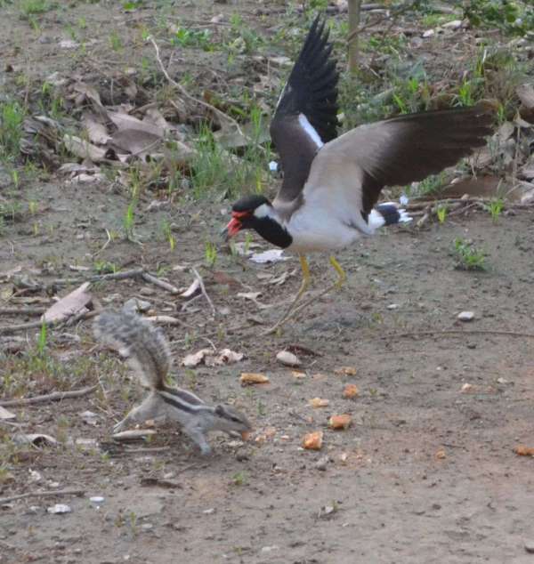 Fight between squirrel and lapwing for food in alwar
