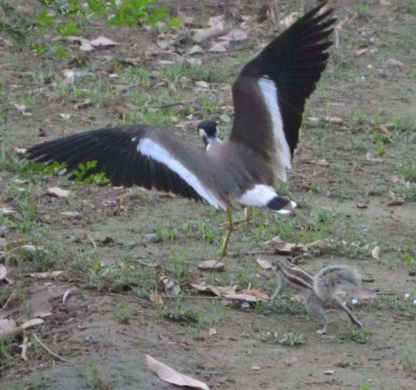 Fight between squirrel and lapwing for food in alwar