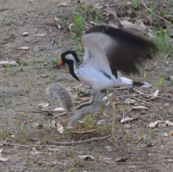 Fight between squirrel and lapwing for food in alwar