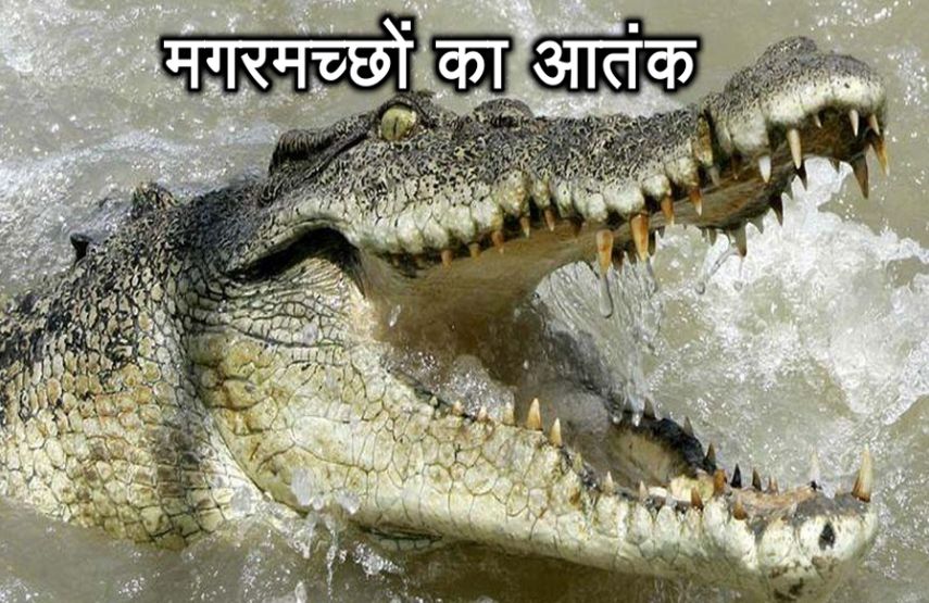 कोटा में आबादी में है मगरमच्छों का बसेरा, फिर बनाया इंसान को शिकार