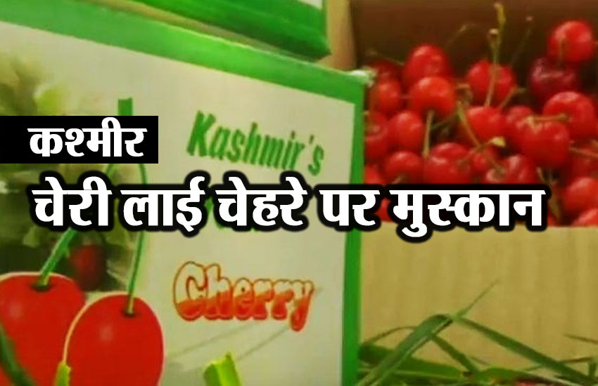 कश्मीर: घाटी में इस बार खूब हुई चेरी की फसल, लोगों में खुशी की लहर