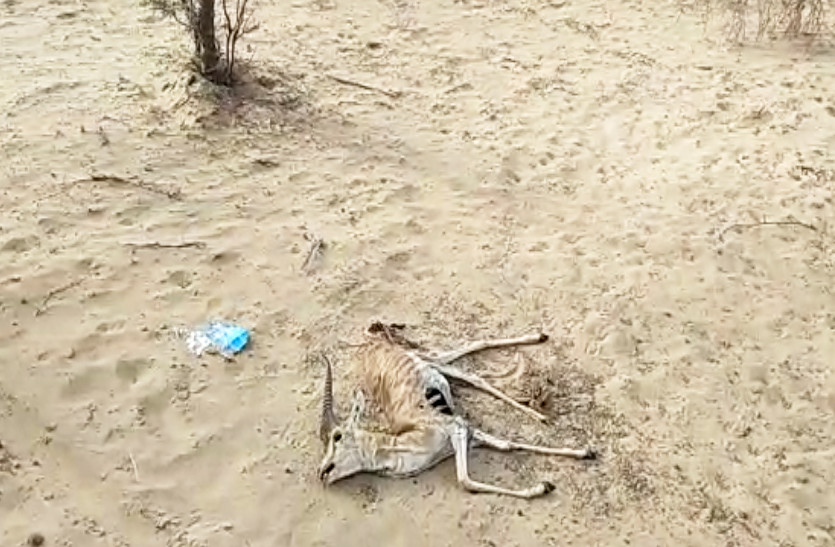 chinkara