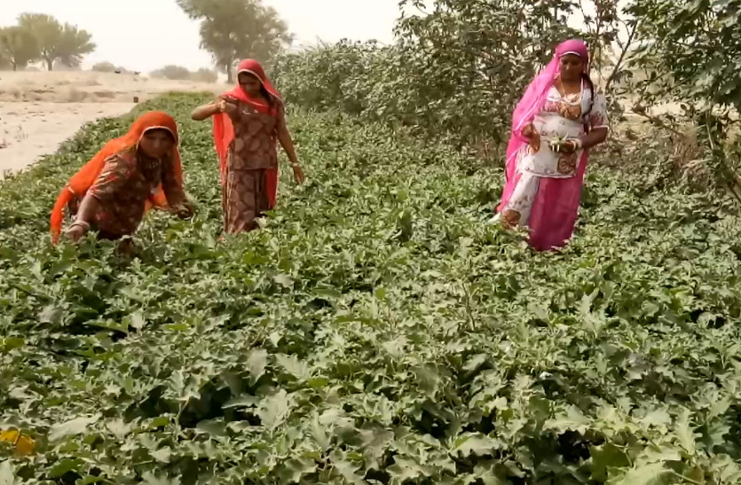Farm in jodhpur