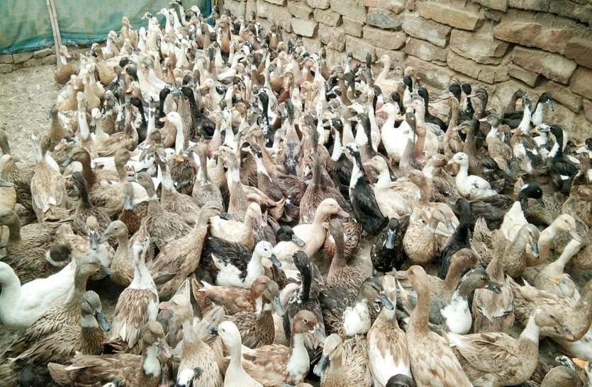 65 Duck death and many injured in road accident
