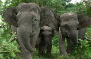 Breaking News : गांव से एक किलोमीटर दूर नित्य कर्म के लिए बाहर गई थी महिला, दंतैल हाथी ने महिला को कुचल कर मार डाला
