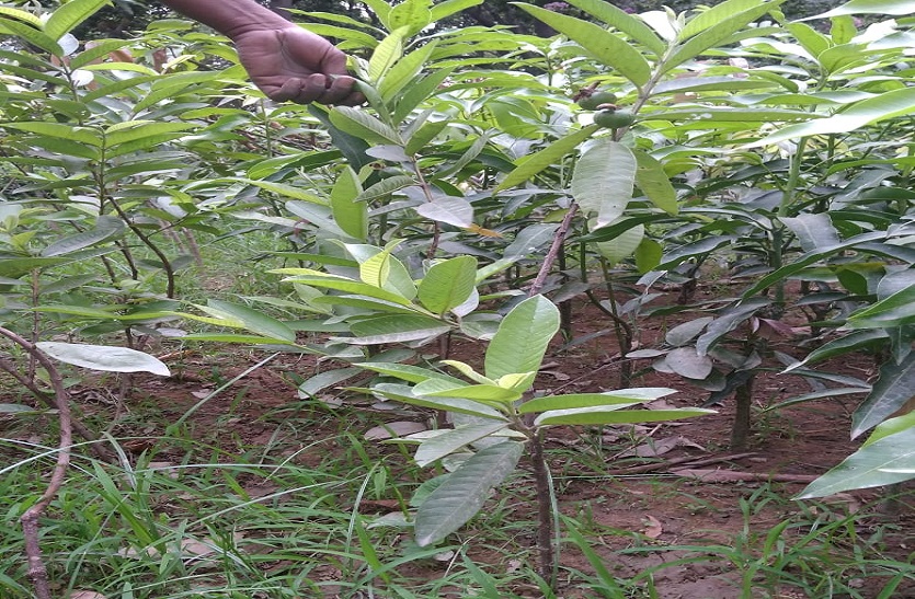 cultivation and techniques of thailand guava fruit in hindi