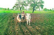 Plow the fields 