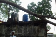 Tree fell