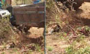 Tractor trolley overturn Mother and son died on spot