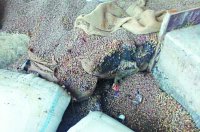 Drained cereals in the rain kept only at the centers, people get annoyed with stink