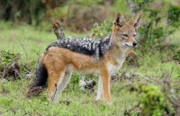 Animals,opinion,work and life,Menka Gandhi,rajasthan patrika article,