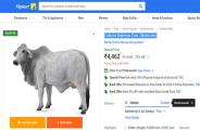 collecta brahman cow multicolour