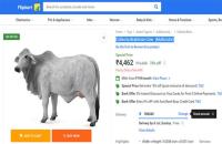 collecta brahman cow multicolour