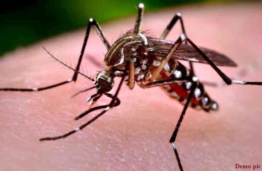 Jodhpur,dengue cases,dengue,health department,mosquito,jodhpur news,maleriya,jodhpur latest news,maleriya news,