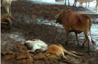 11 cows died Goshala in bhilwara