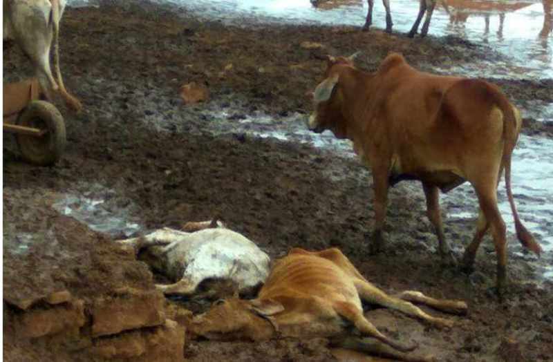 11 cows died Goshala in bhilwara