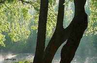 The body missing woman hung tree in bhilwara