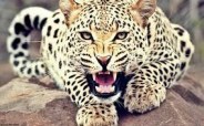 panther attack on cow, adwas village udaipur