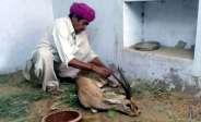 Jaisalmer Patrika