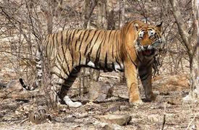 Alwar : Sariska news