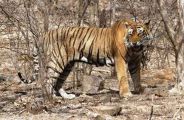 Alwar : Sariska news