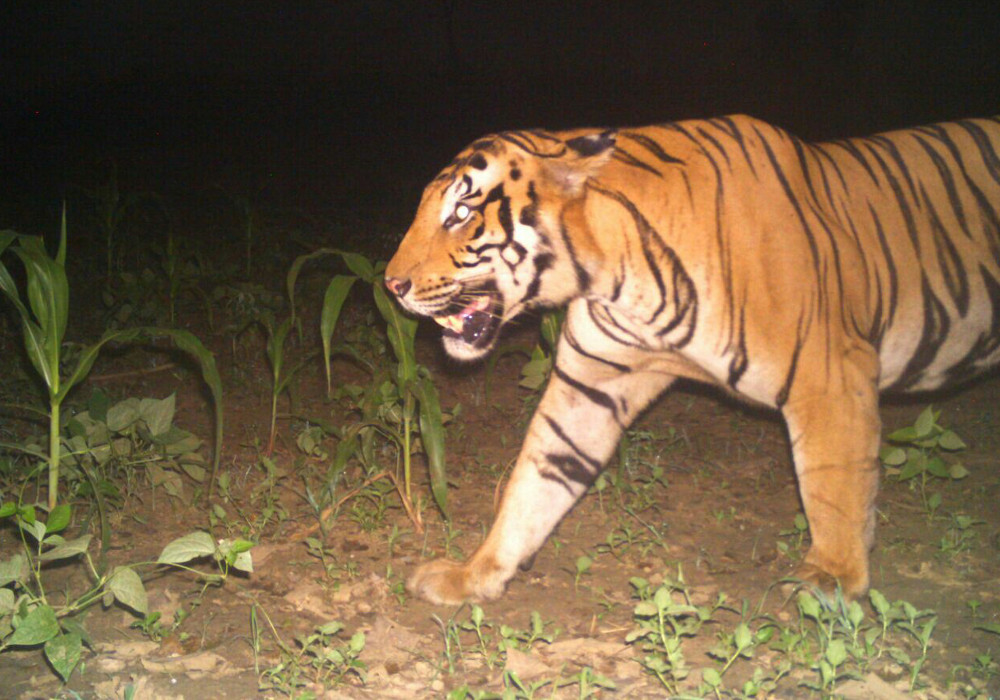 Tiger terror in Lakhimpur Kheri UP news