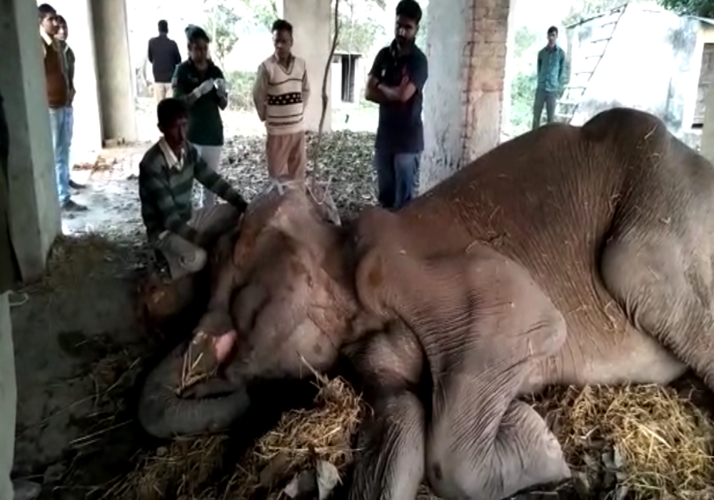 Elephant visra sent Bareilly IVRI Lakhimpur Kheri news