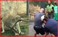 tug of war between lion and three wrestlers