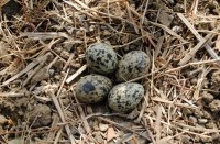 sehore news, sehore, sehore patrika, patrika news, patrika bhopal, bhopal mp, barish, mousam, climate, kheti, monsoon, 