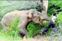 Elephant attack