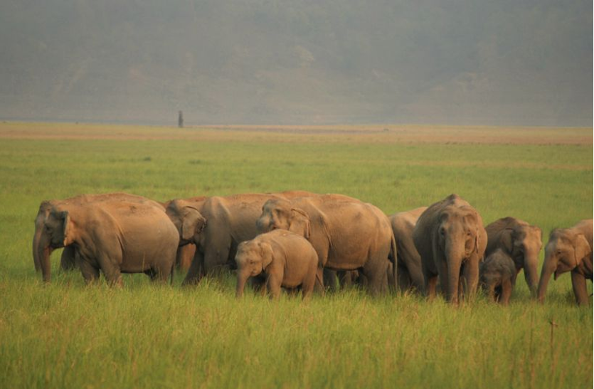 elephant file photo