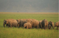 elephant file photo